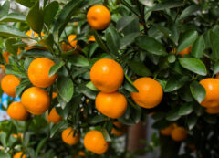 Mandarinas de Neretva