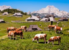 Velika Planina
