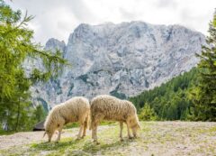 Alpes Julianos