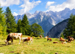 Alpes Julianos