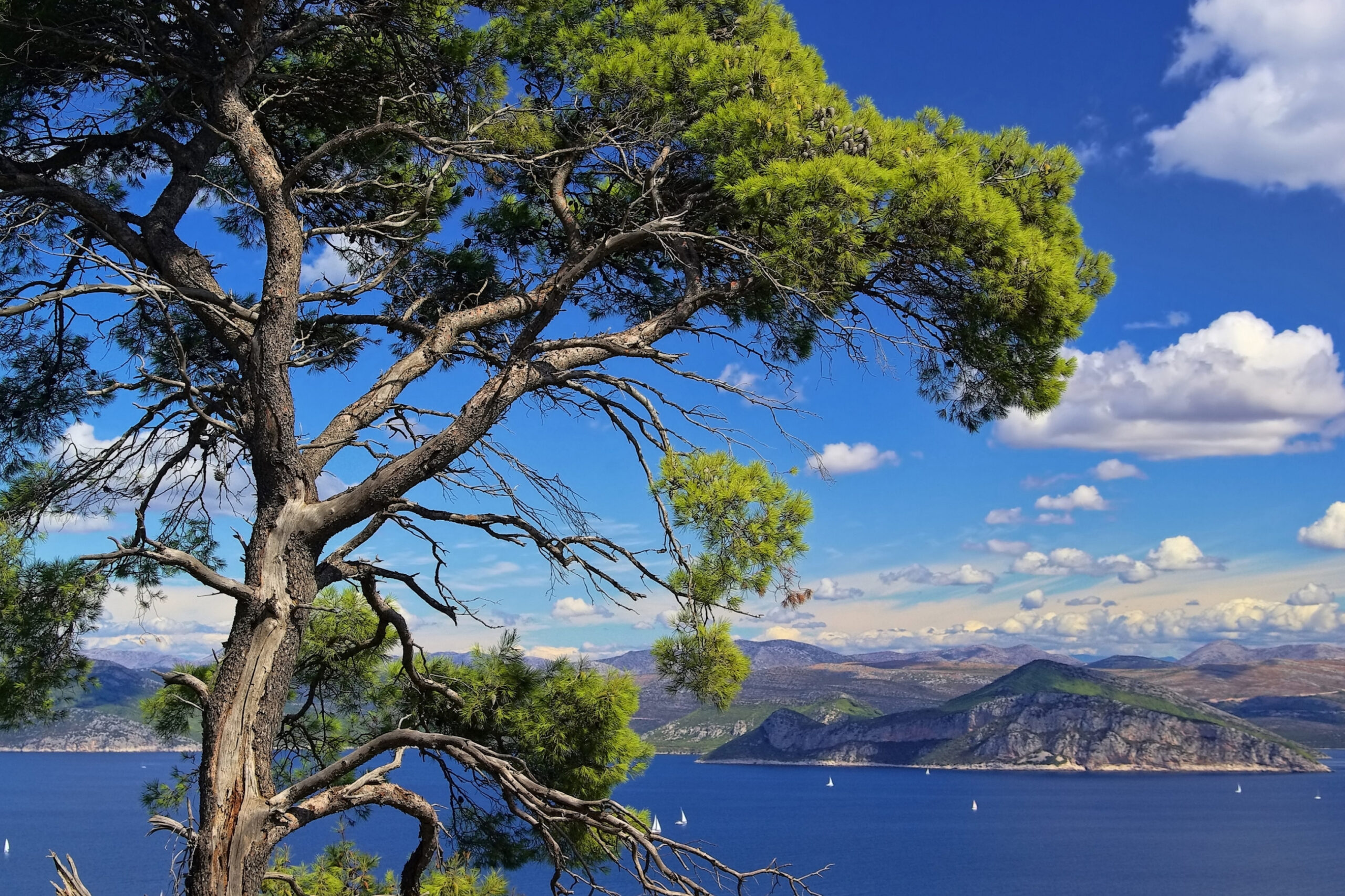 Islas Elafiti en Croacia con pinos mediterraneos y barcos de vela en el mar Adriatico